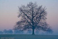 tree, fog, silhouette